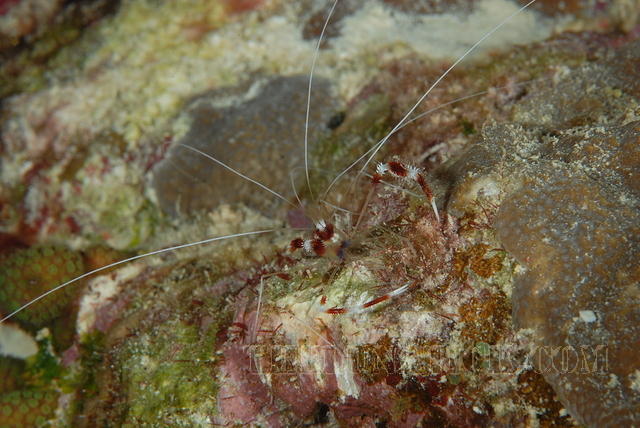 DSC 0638