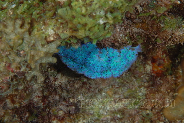 DSC 0670