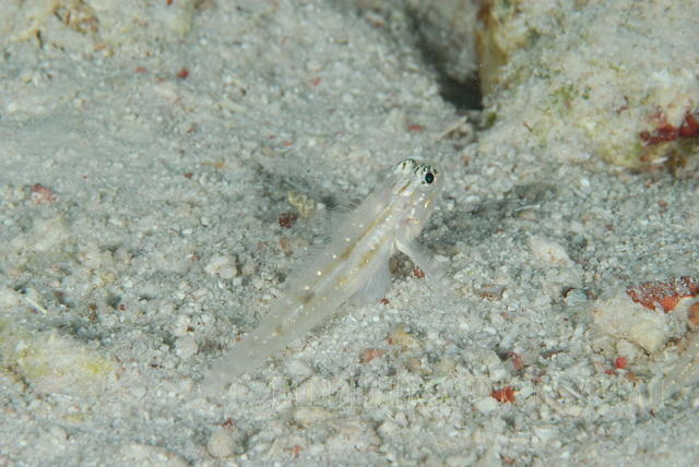 DSC 0684