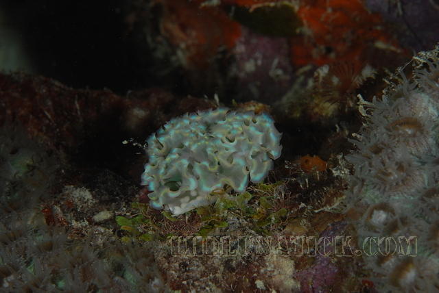 DSC 0705