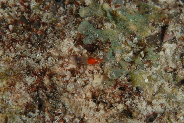 DSC 0750