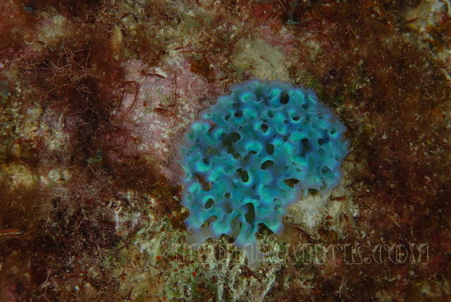 DSC 0762