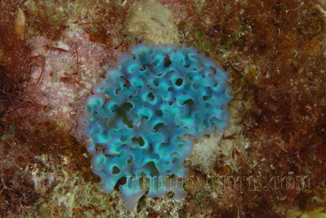 DSC 0763