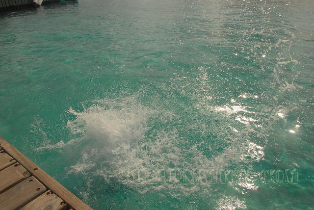 DSC 0838