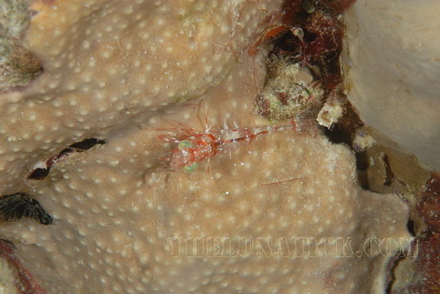 DSC 0964
