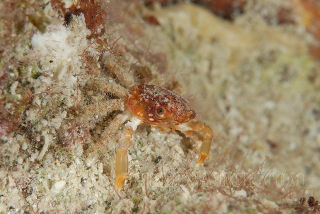 DSC 0970