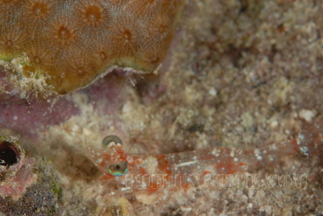 DSC 0996