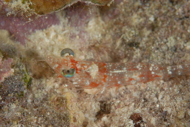 DSC 0997