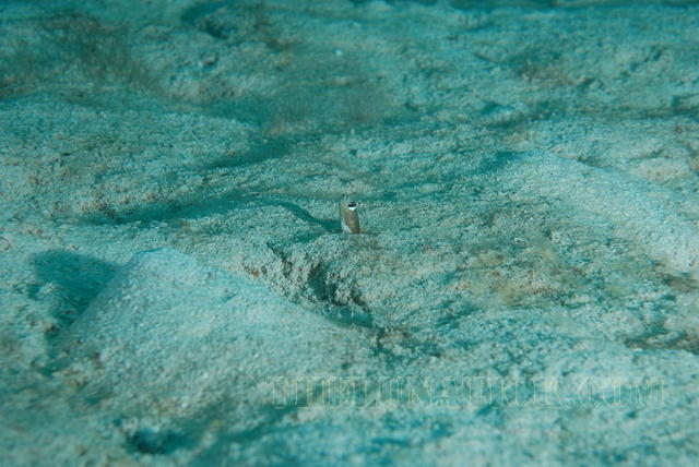 DSC 1351
