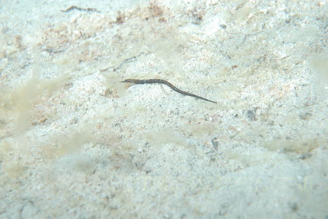DSC 1367