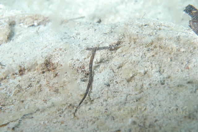 DSC 1368