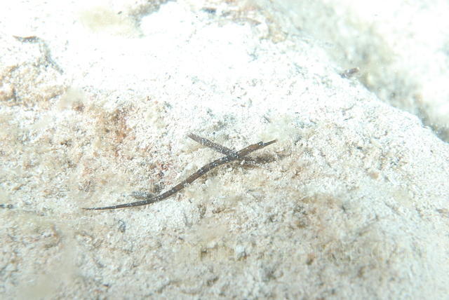 DSC 1369