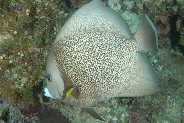 DSC 1393