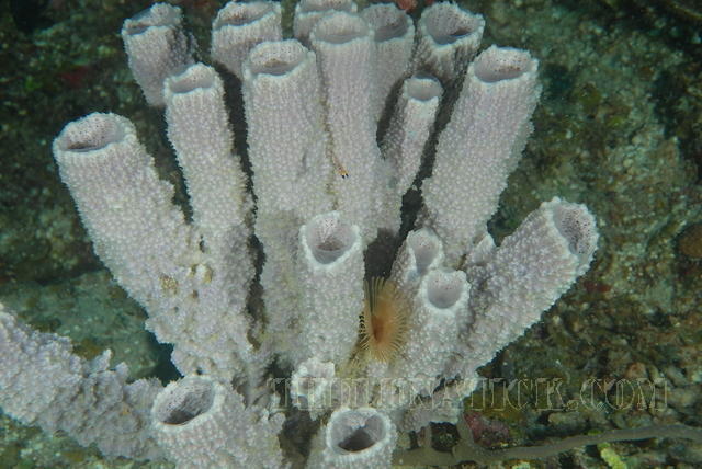 DSC 1449