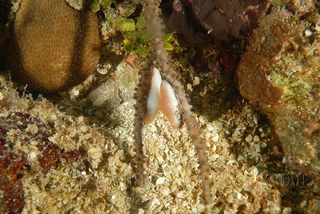 DSC 1460