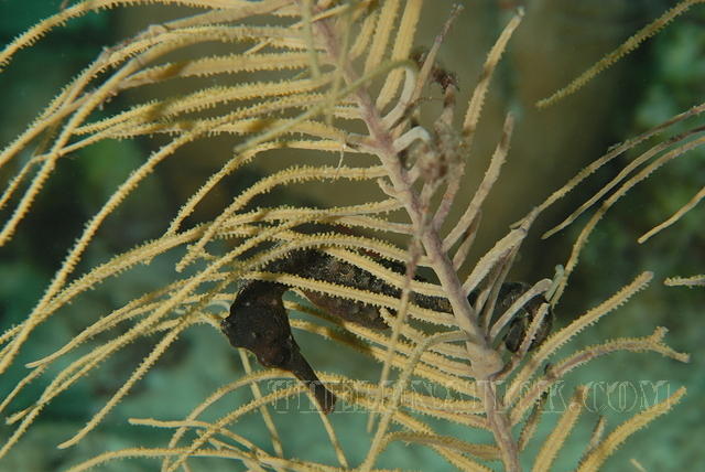 DSC 1487