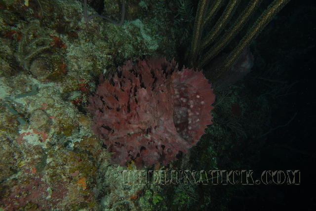 DSC 1559