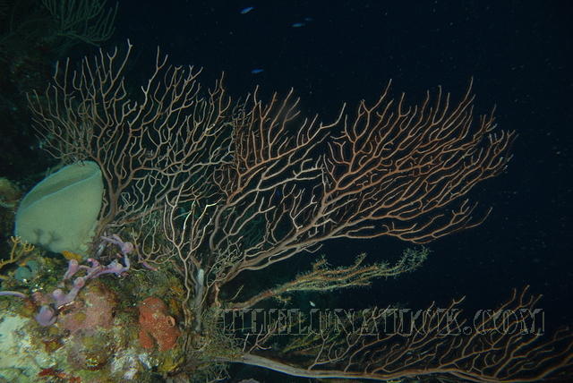 DSC 1561