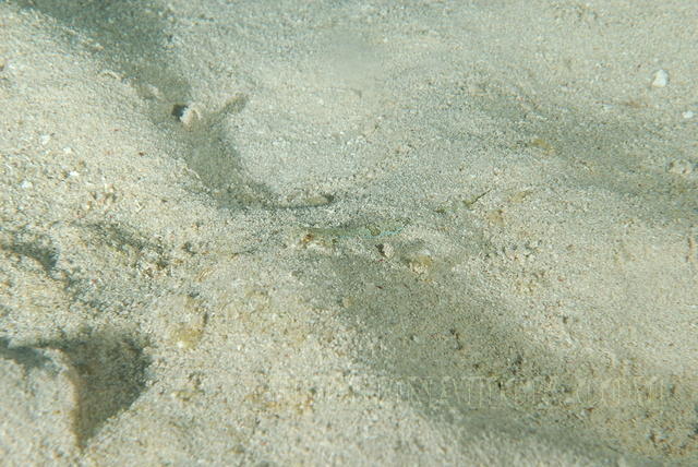 DSC 1604