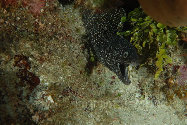 DSC 1617