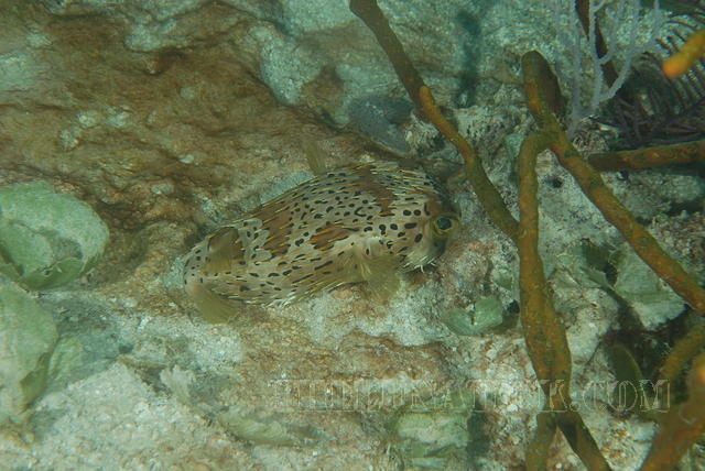 DSC 1650