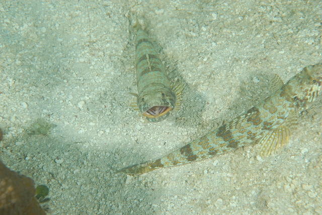 DSC 1654