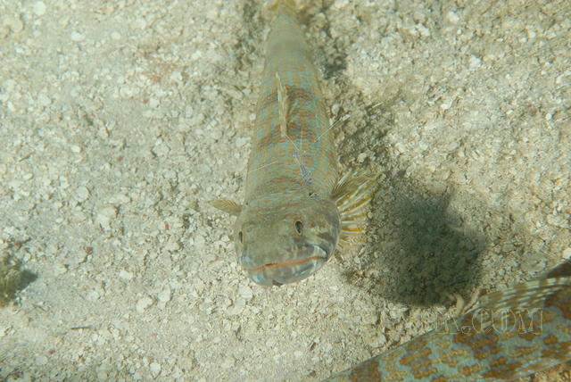 DSC 1657