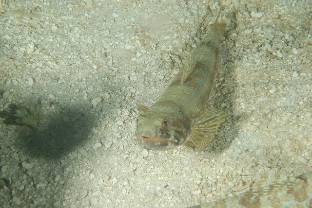 DSC 1659
