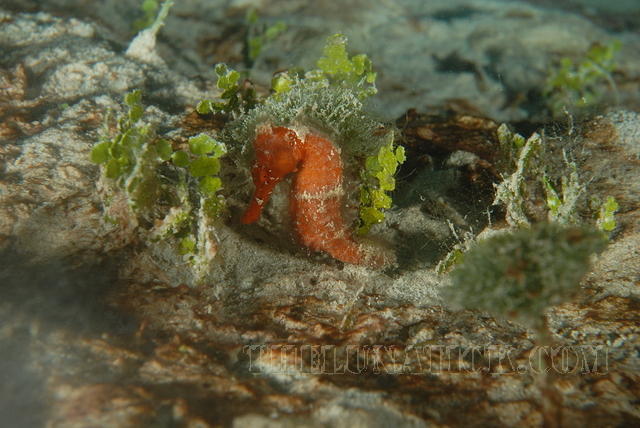 DSC 1668