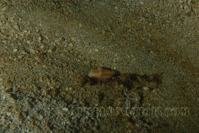 DSC 1706