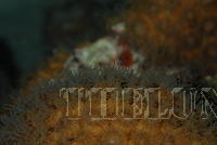 DSC 0731