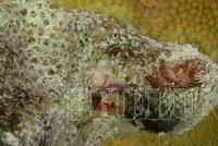 DSC 0733