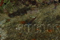 DSC 0975