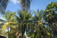 DSC 1093