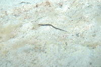 DSC 1367