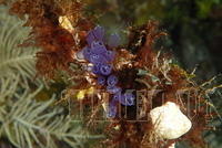 DSC 1462