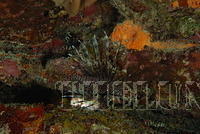 DSC 1565