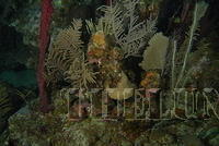 DSC 1577